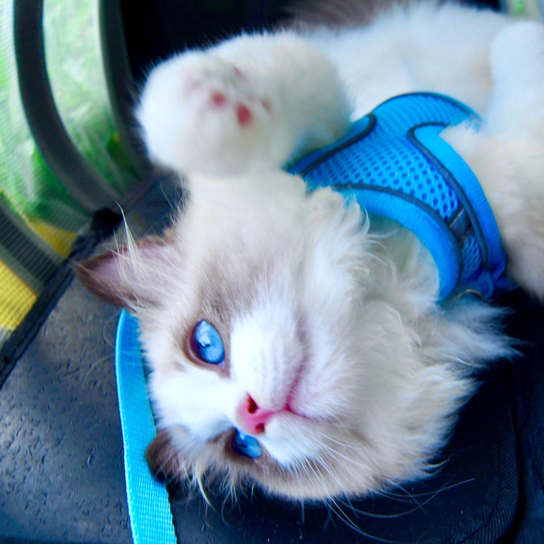 咖啡是只布偶猫