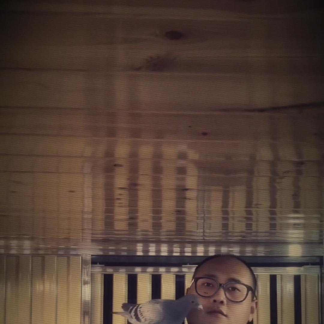 战鸽冠翔