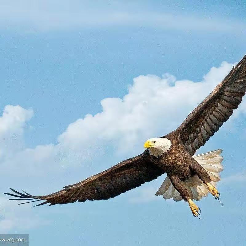 雄鹰🦅记录美好生活