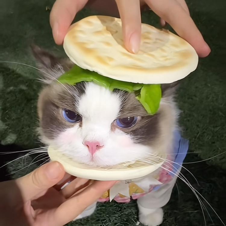 超雄蟑螂到你家，爬你身上笑哈哈