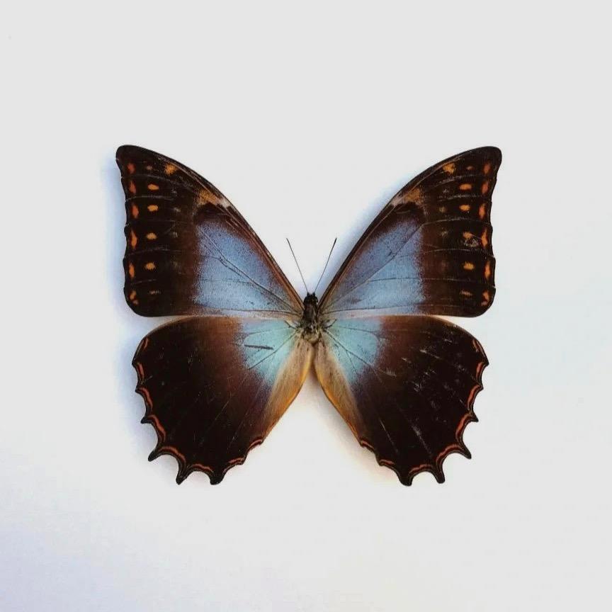BlueLetter
