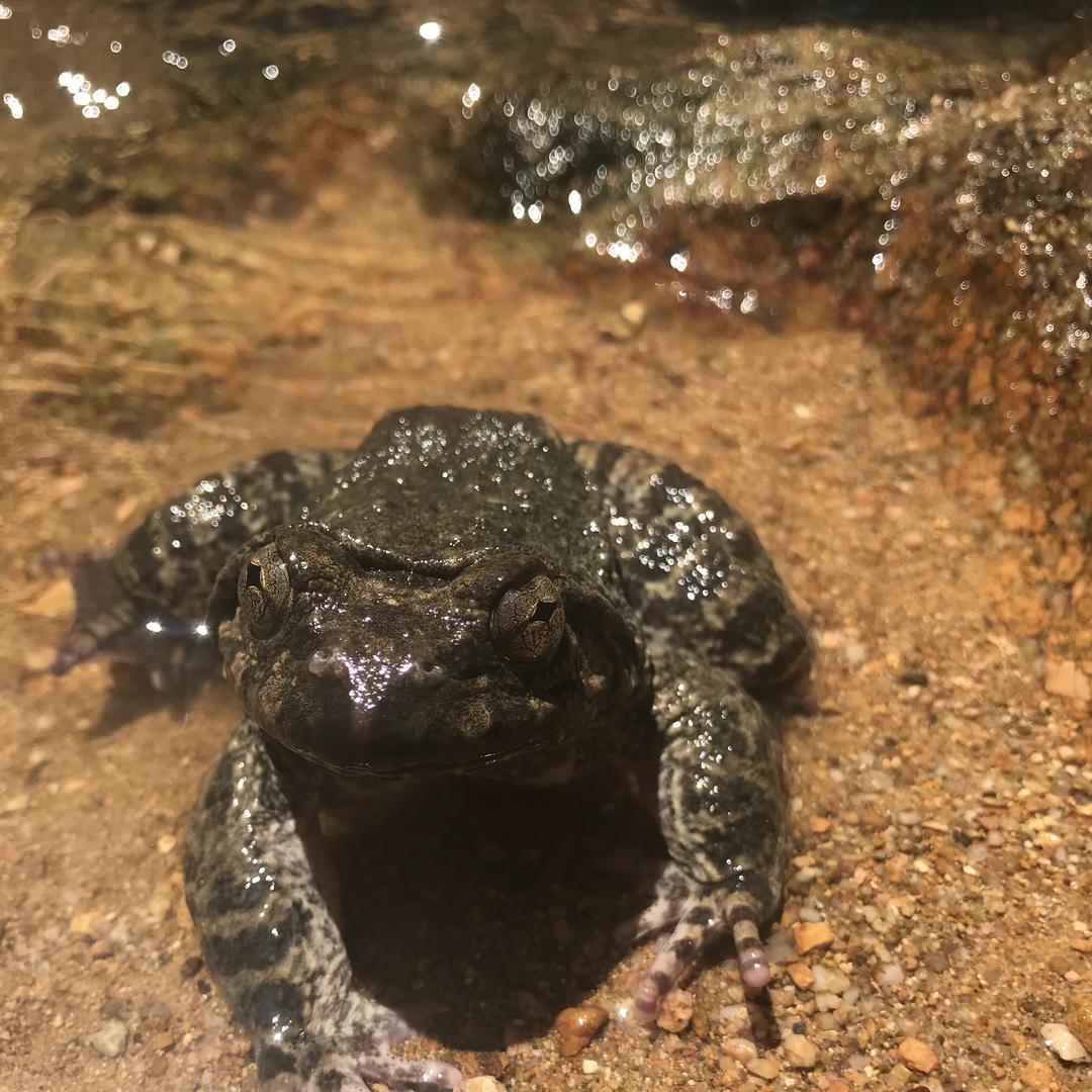 文子石蛙水产