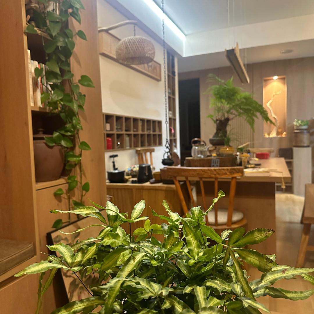 琼姐爱喝茶