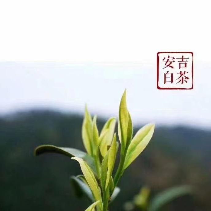 安吉千品茶场