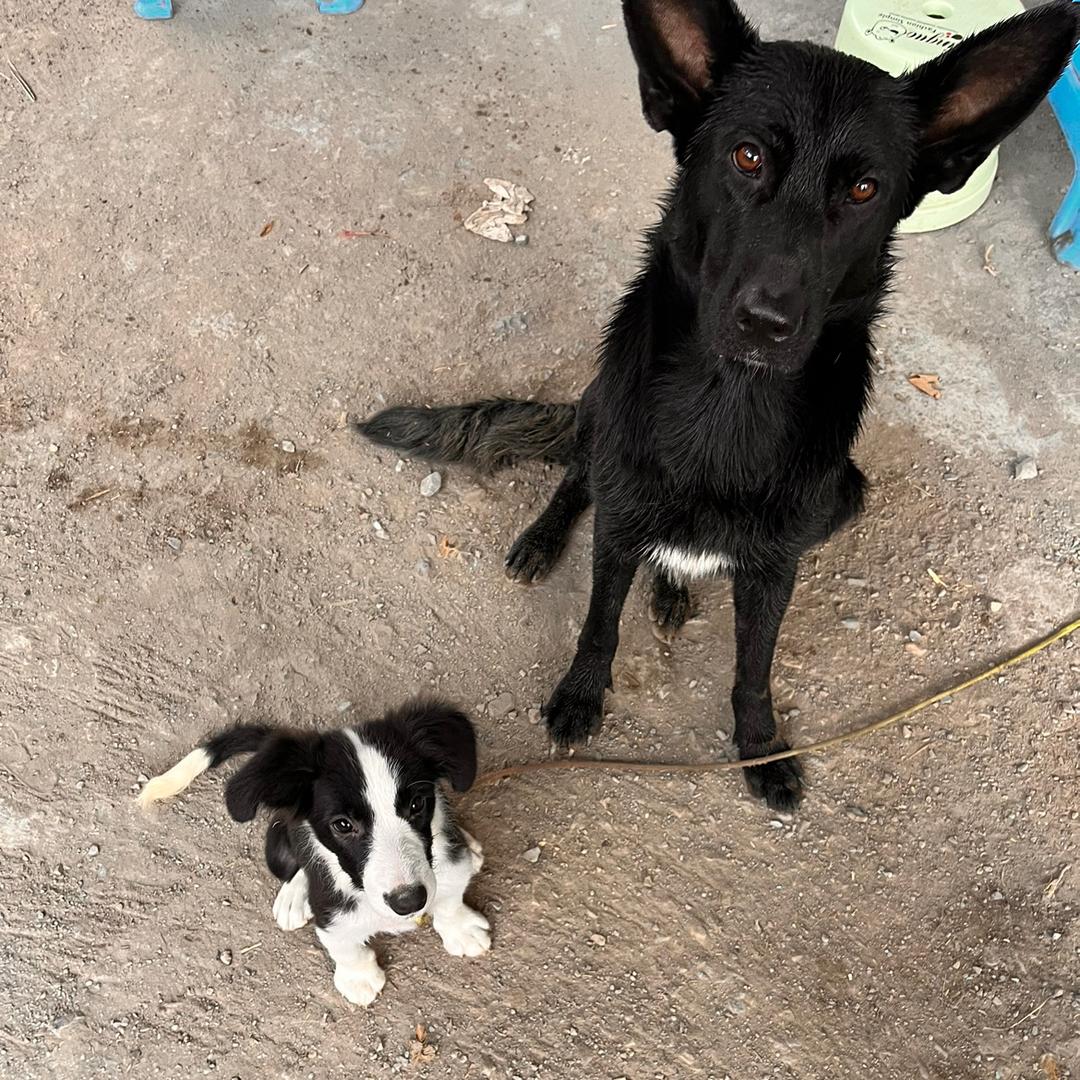 我是在大山里喂生态放养粮食跑山鸡的