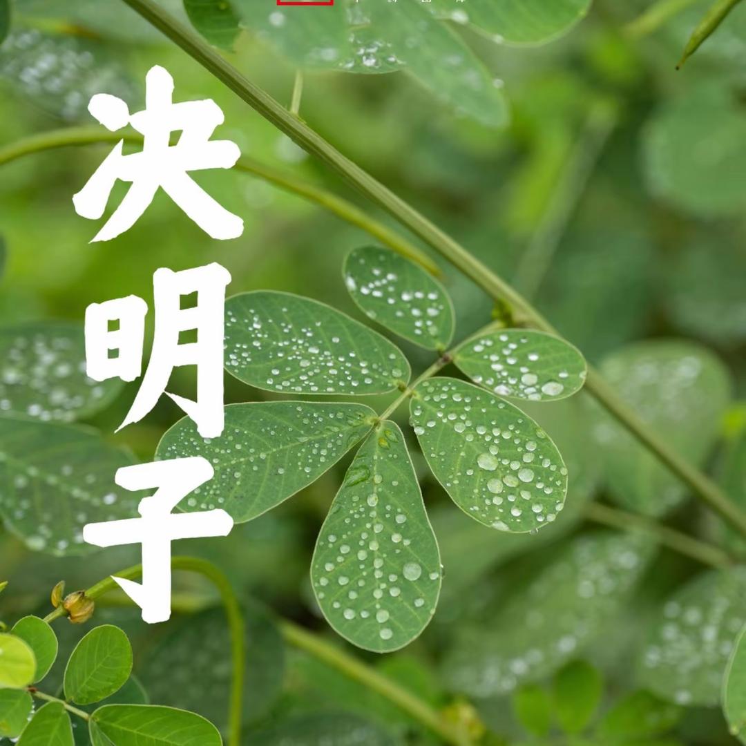 决明子
