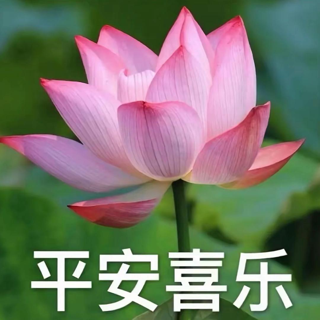 小树不修不直六