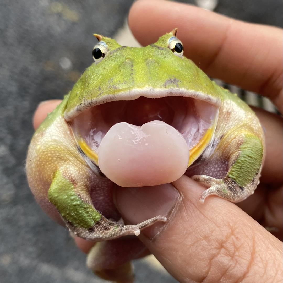 然然萌宠