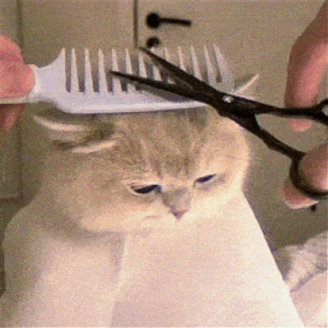 幺摆摆。