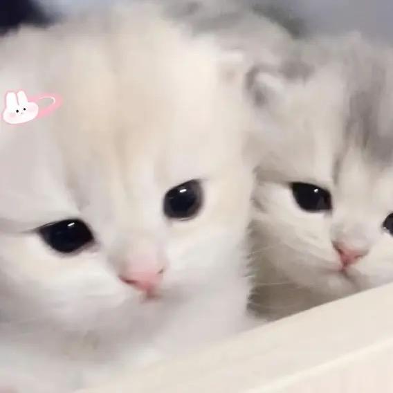 秉性