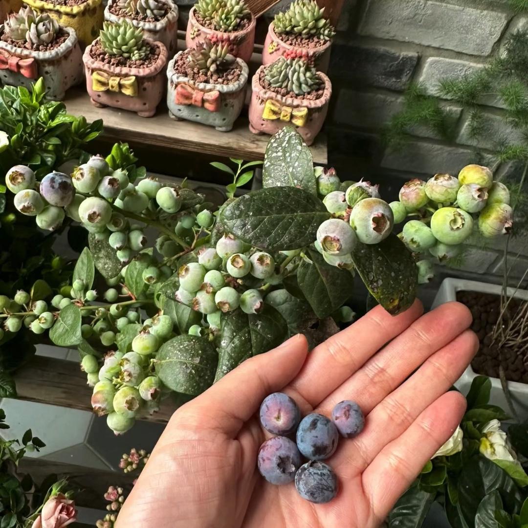 果果！