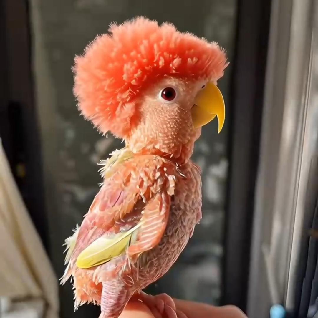 芒果叽