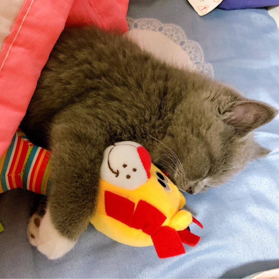 暖暖是只猫