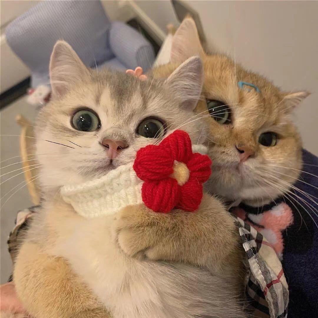 请多多关照❤️