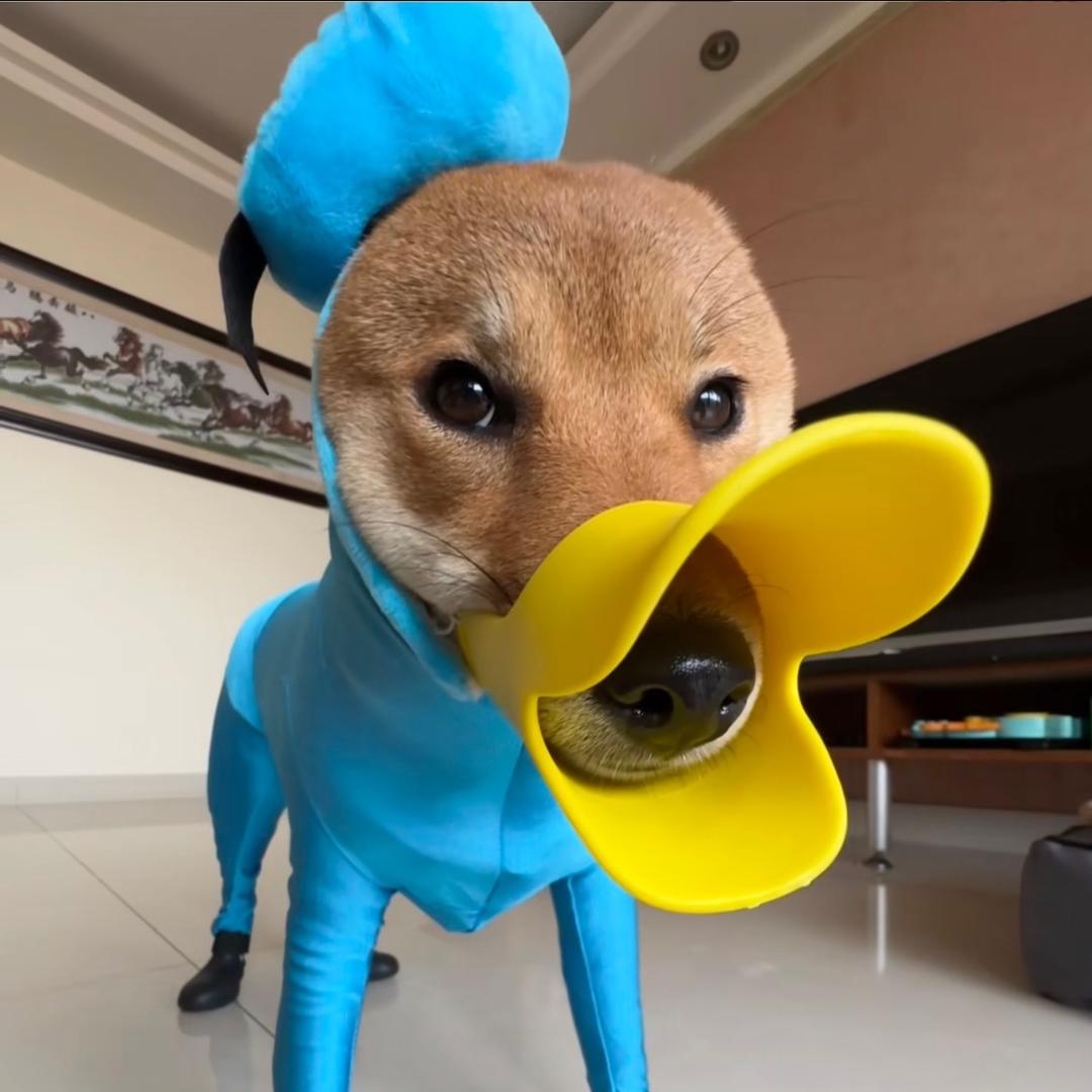 波子的咸鱼生活