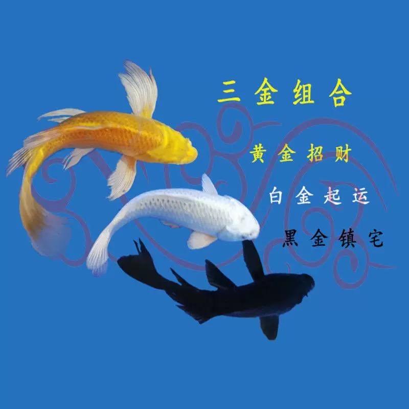 年年有鱼