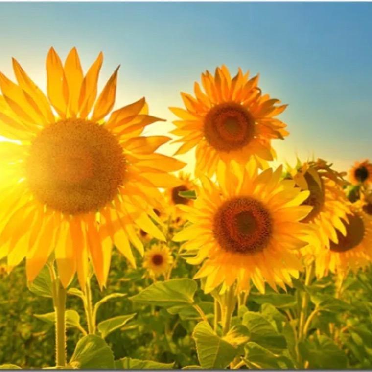 sunny