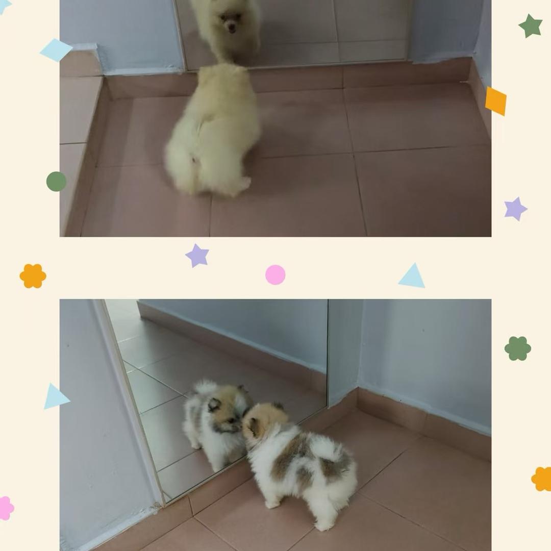 苇靖