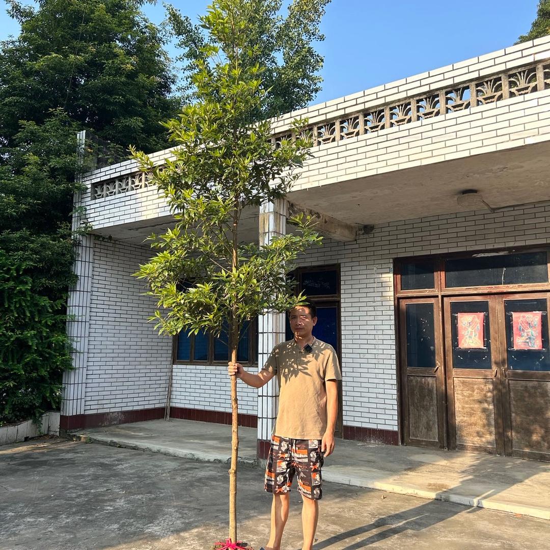 四川宏福来小叶金丝楠木
