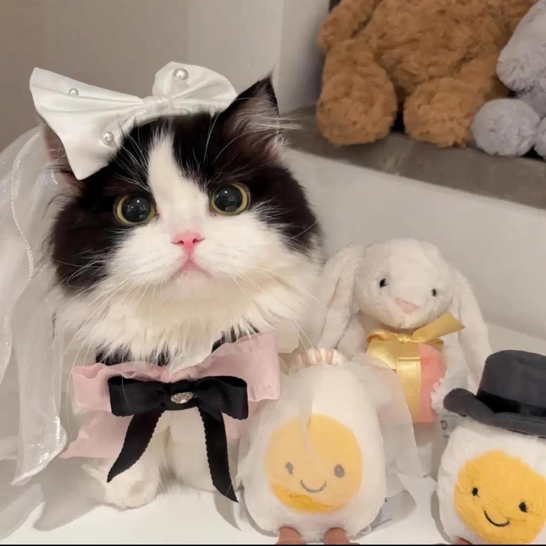 赤赤不梦游🎀