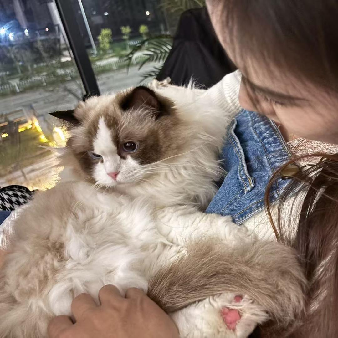 奶盖