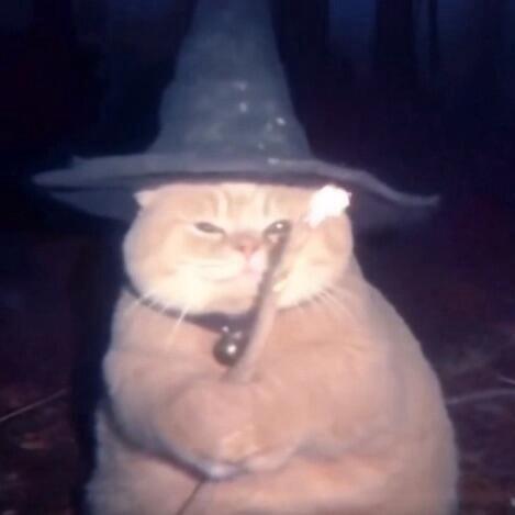 内向的猫