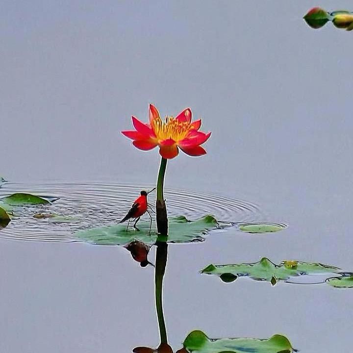 莲花7087106021329