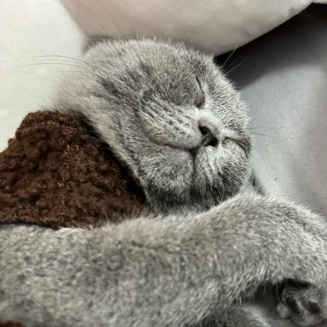 大小姐🐈‍⬛