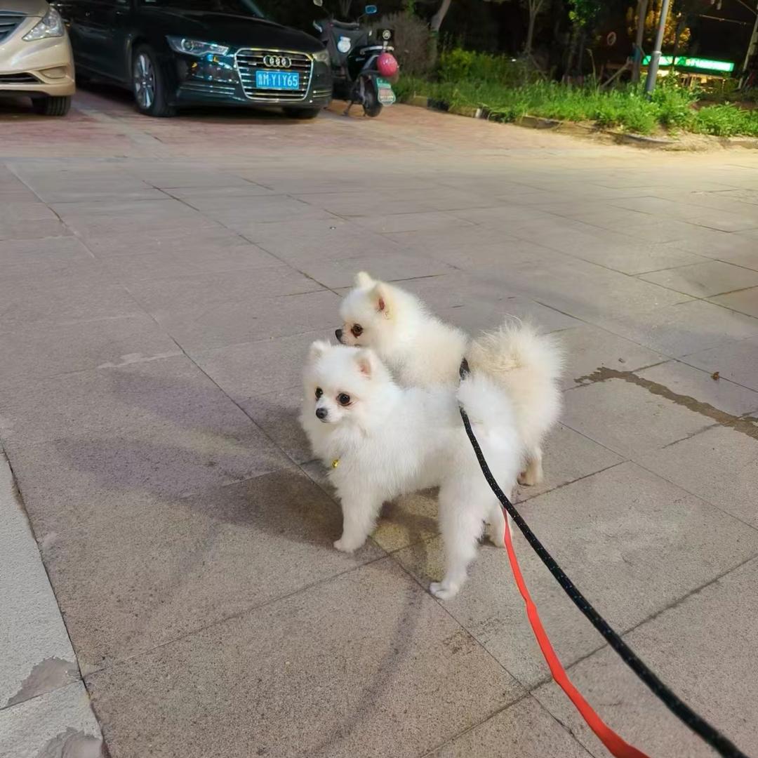 丰宁百万犬舍
