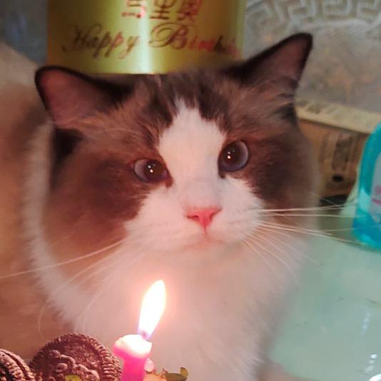 猫了个咪.