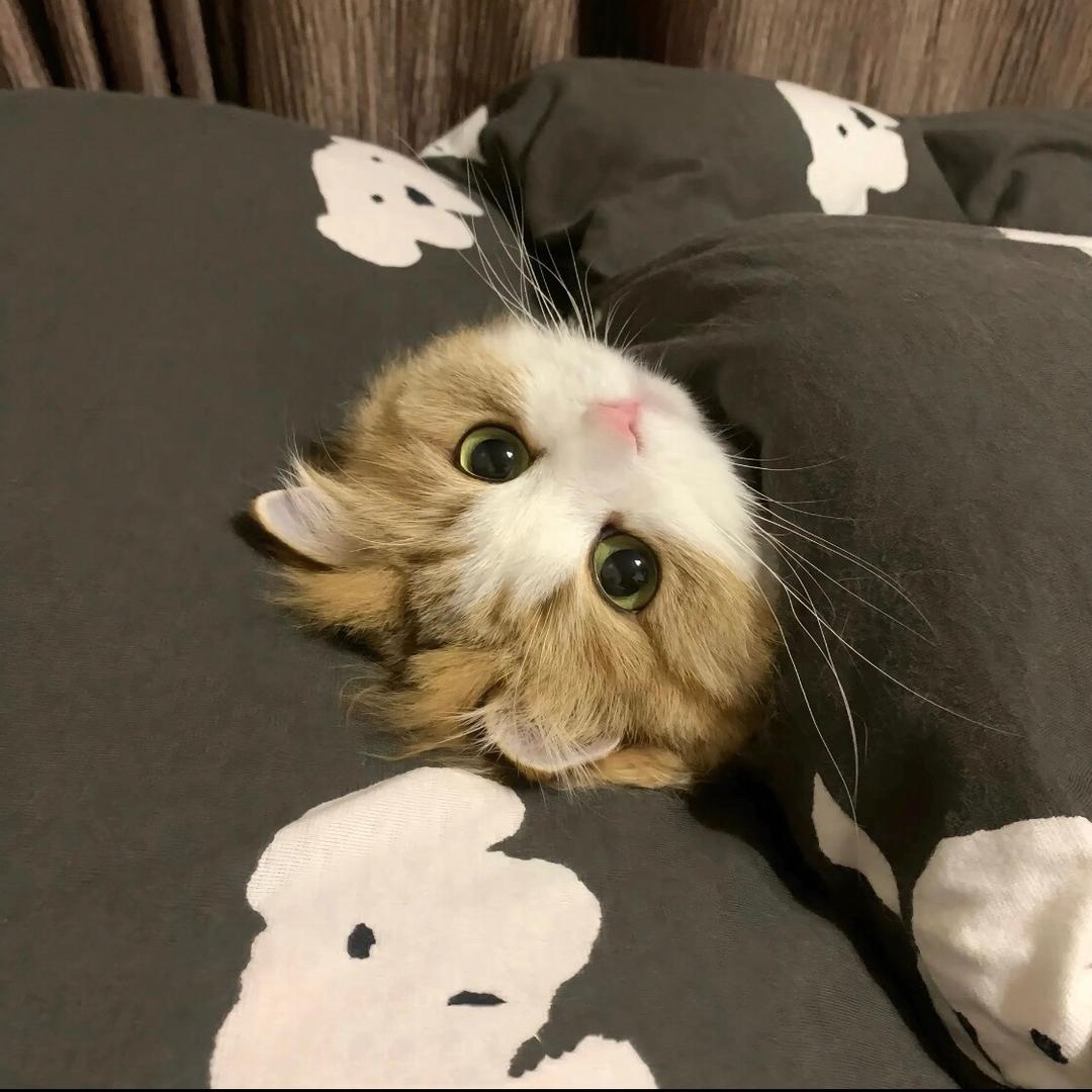 paopao