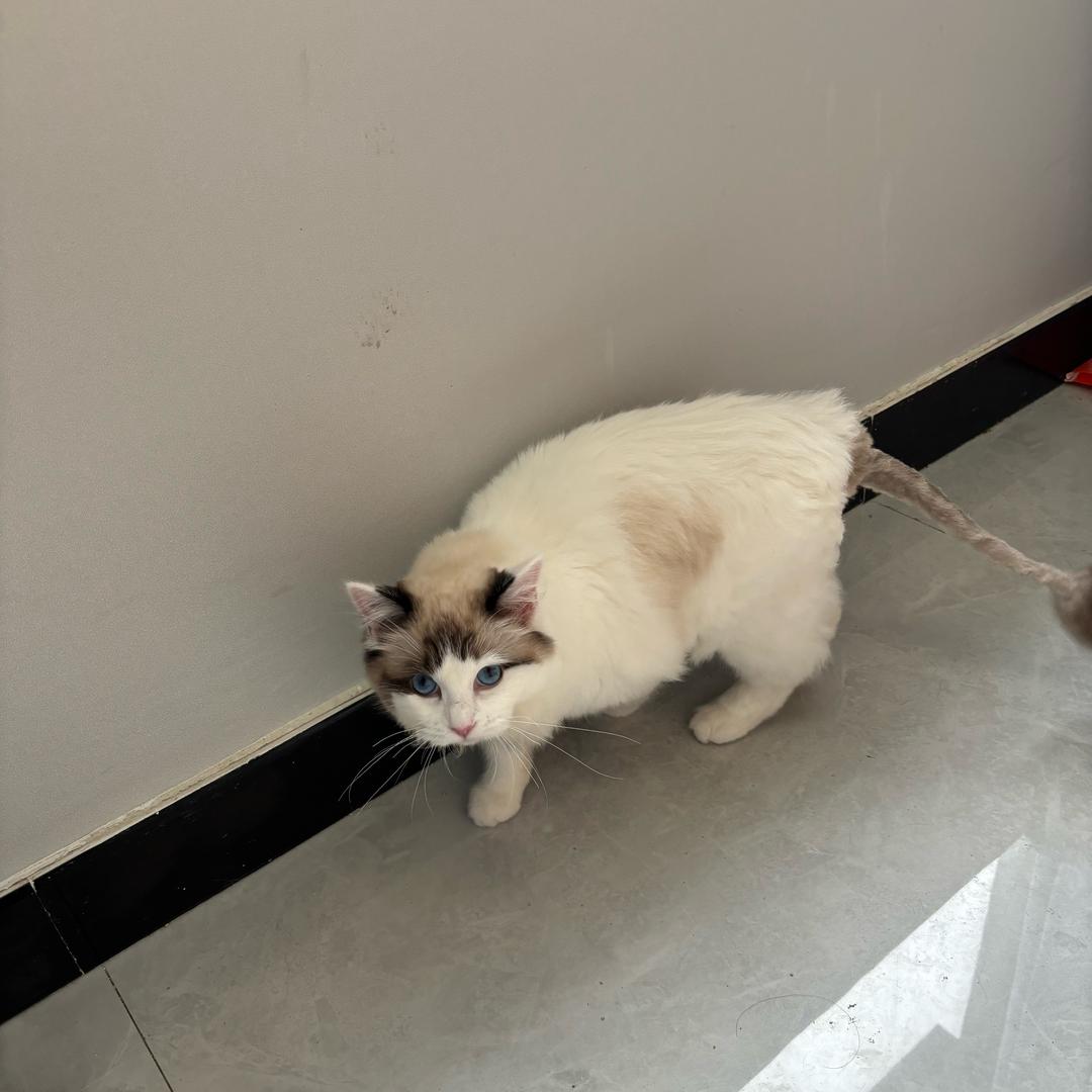 大馋猫