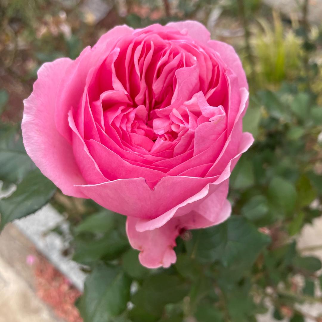💞艳💜