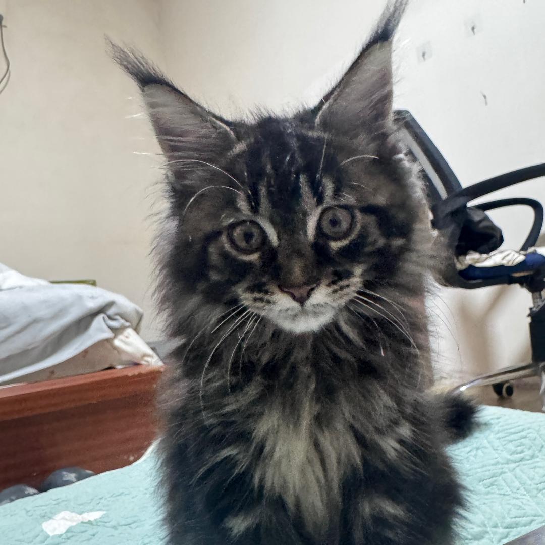 泡泡是只猫