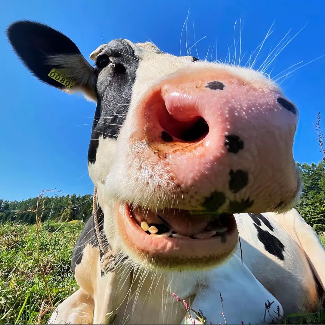 曲水县家庭牧场