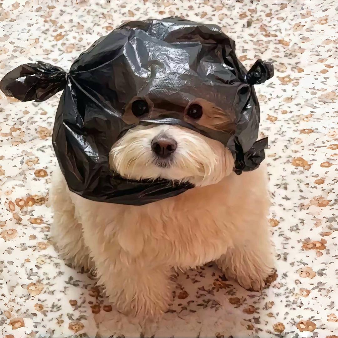 在温州捡垃圾吃的小狗