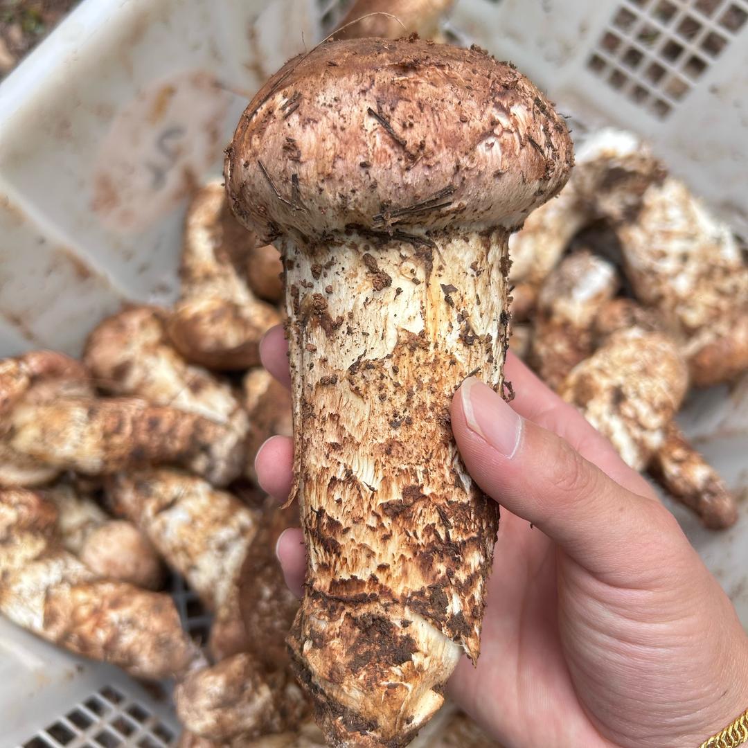 香格里拉野生松茸小周