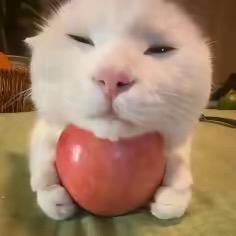 香辣玉臀^_   ̫  _ ̥`