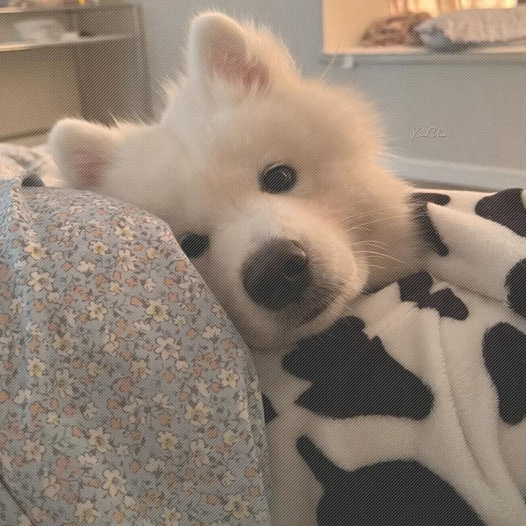 煎饼狗子🧸ིྀ