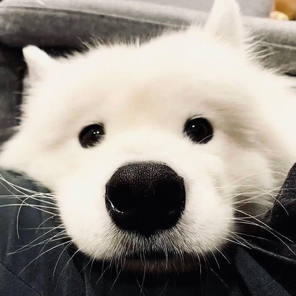 小白！！！