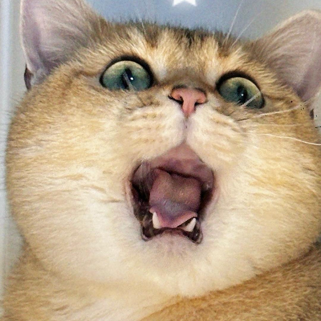小猫蛋挞
