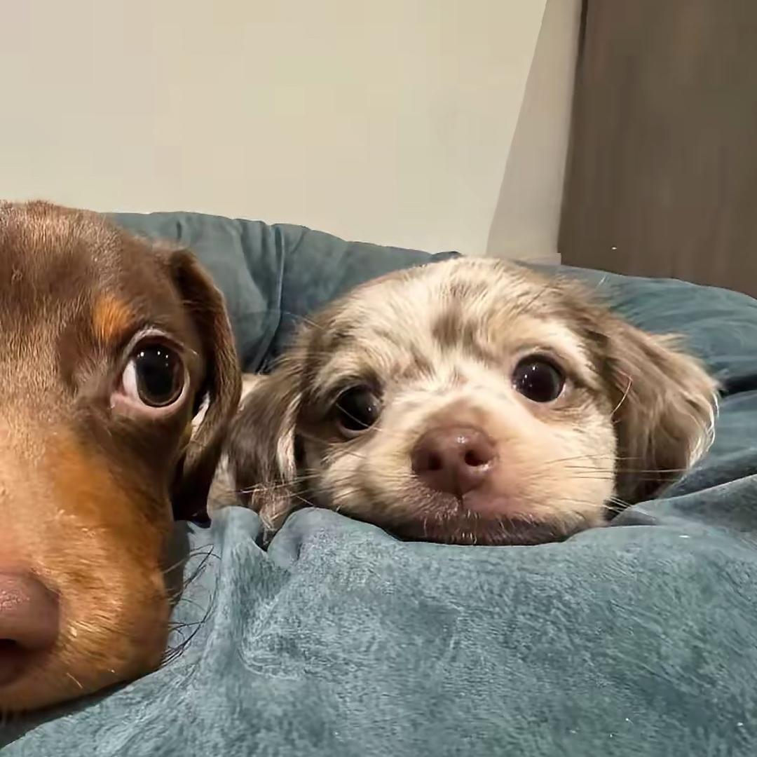 🐾