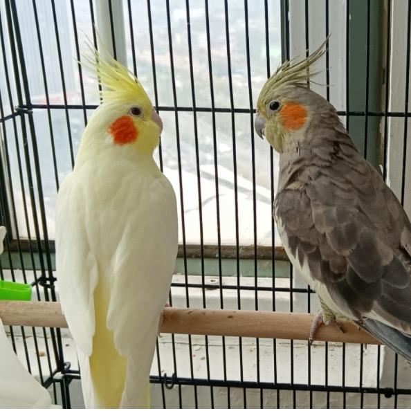 鹦蔚有家鹦鹉宠物店