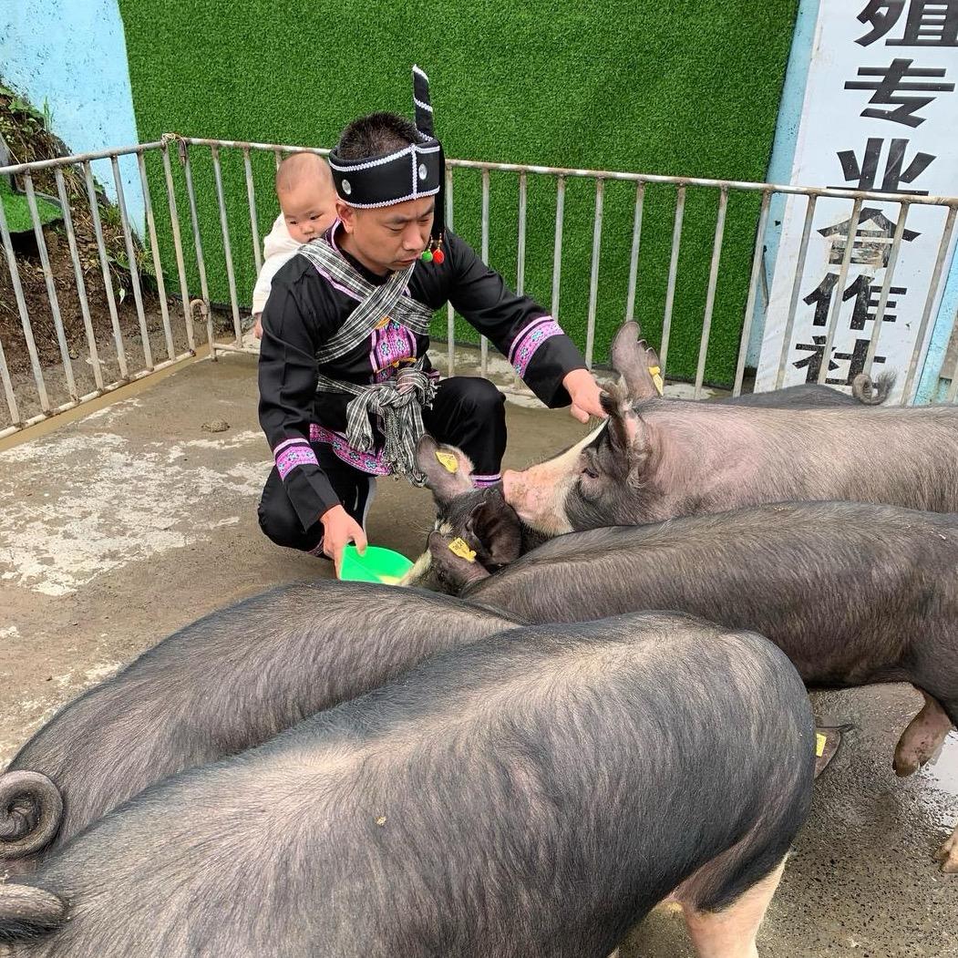 有机侗乡乌猪、黑猪哥