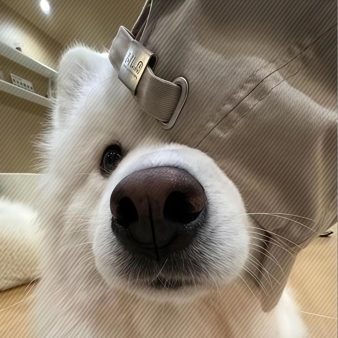 爱吃拼好饭