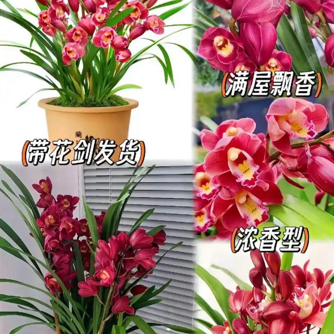 云影兰花种植基地