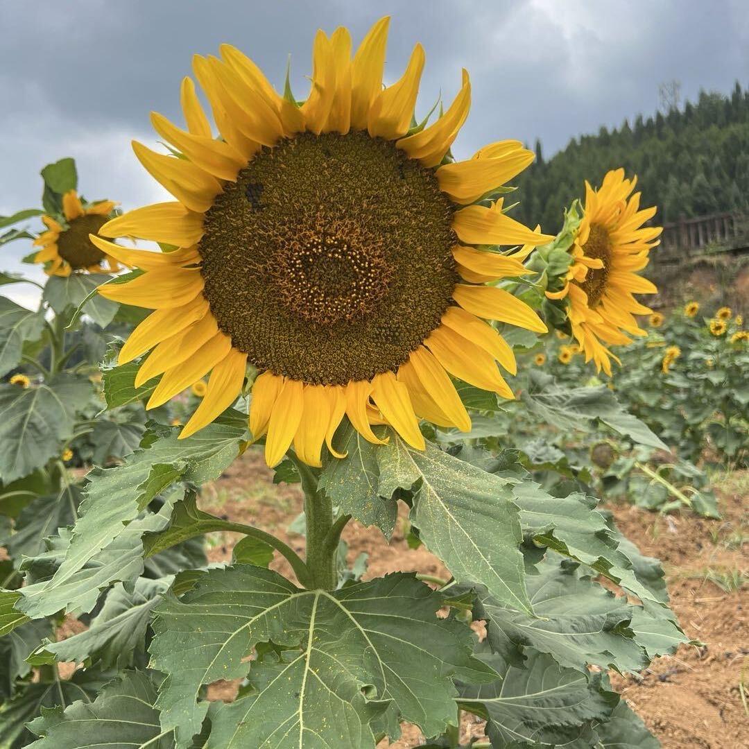 文群湘信息咨询工作室