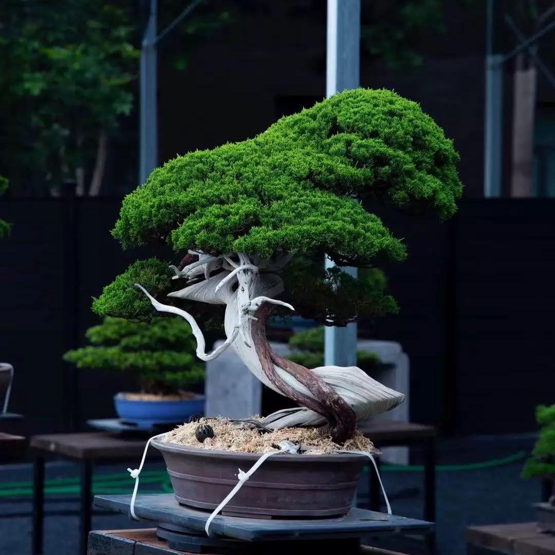 一园Bonsai