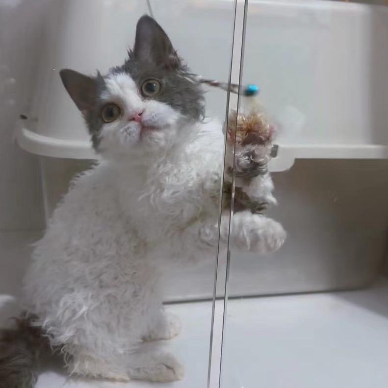 大齐的猫