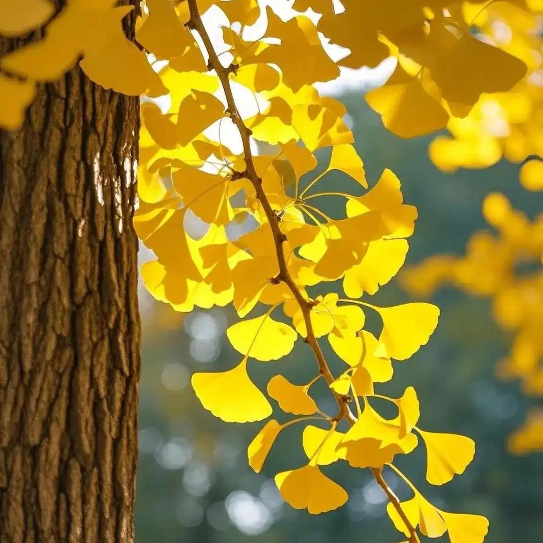 凉秋🍂